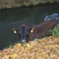 stier_in_muehlbach_am_061115_3_20151113_2092676312.jpg