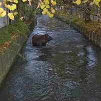stier_in_muehlbach_am_061115_1_20151113_1035901721.jpg